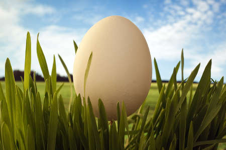 Egg